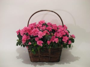 cesta de azaleas el jardín de la abuela, regalar azaleas Madrid, flores madrid arguelles moncloa