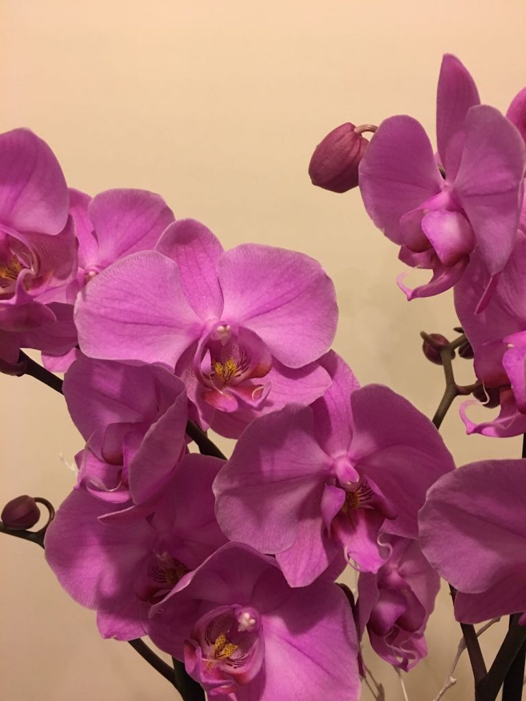 Orquídea sencilla 