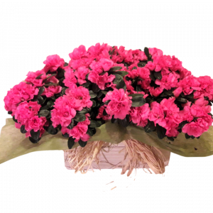 Caja de Azaleas x2
