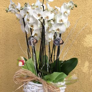 Centro de orquídeas Dama Blanca