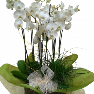 Centro de orquídeas Luna Llena