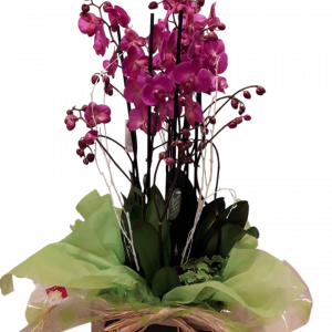 Centro de orquídeas Terceto