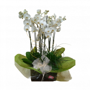 Centro de orquídeas Luna Llena