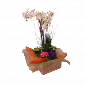 Centro de plantas Melinda