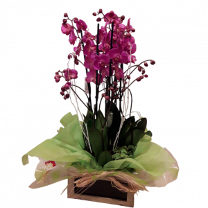 Centro de orquídeas Terceto