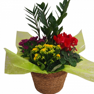 Cesta de Plantas Marta