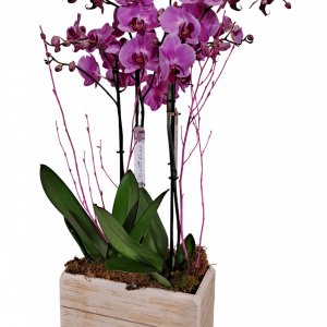 Centro de orquídeas Dueto