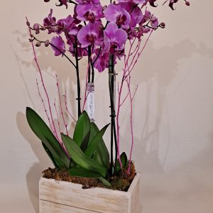 Centro de orquídeas Dueto