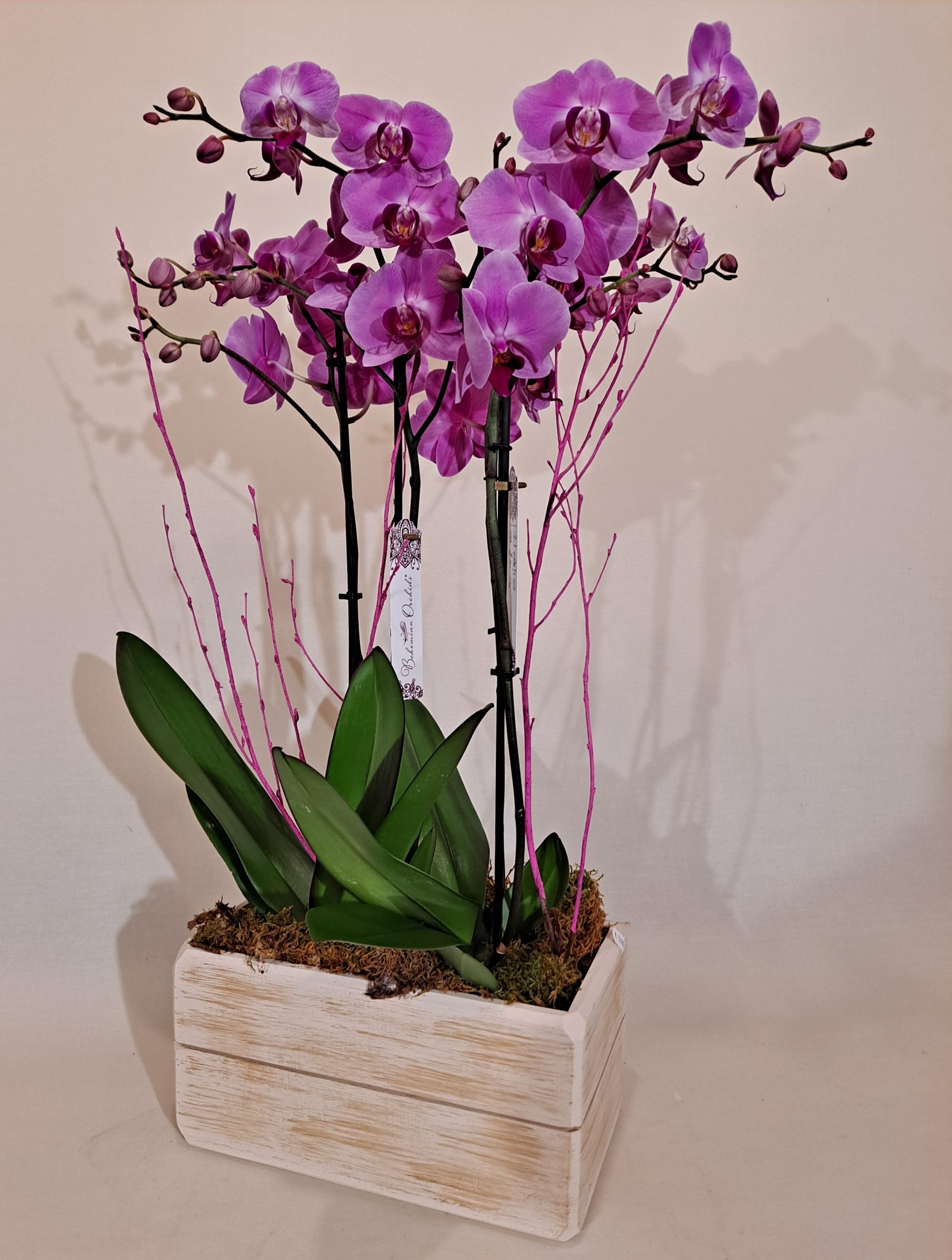 Centro con orquídeas naturales