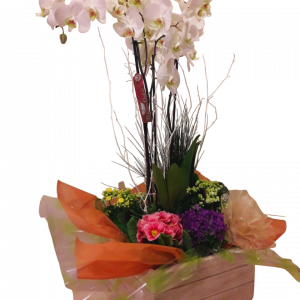 Centro de plantas Melinda