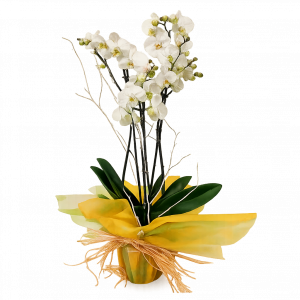 Orquídea phalaenopsis