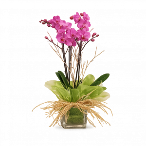 Orquídea con maceta de cristal