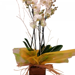 Orquídea con maceta de madera