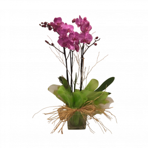 Orquídea con maceta de cristal