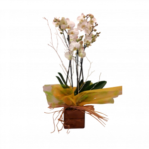 Orquídea con maceta de madera