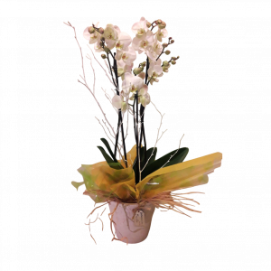 Orquídea con maceta rústica