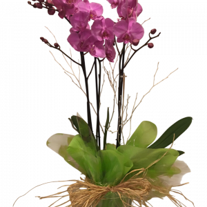 Orquídea con maceta de cristal