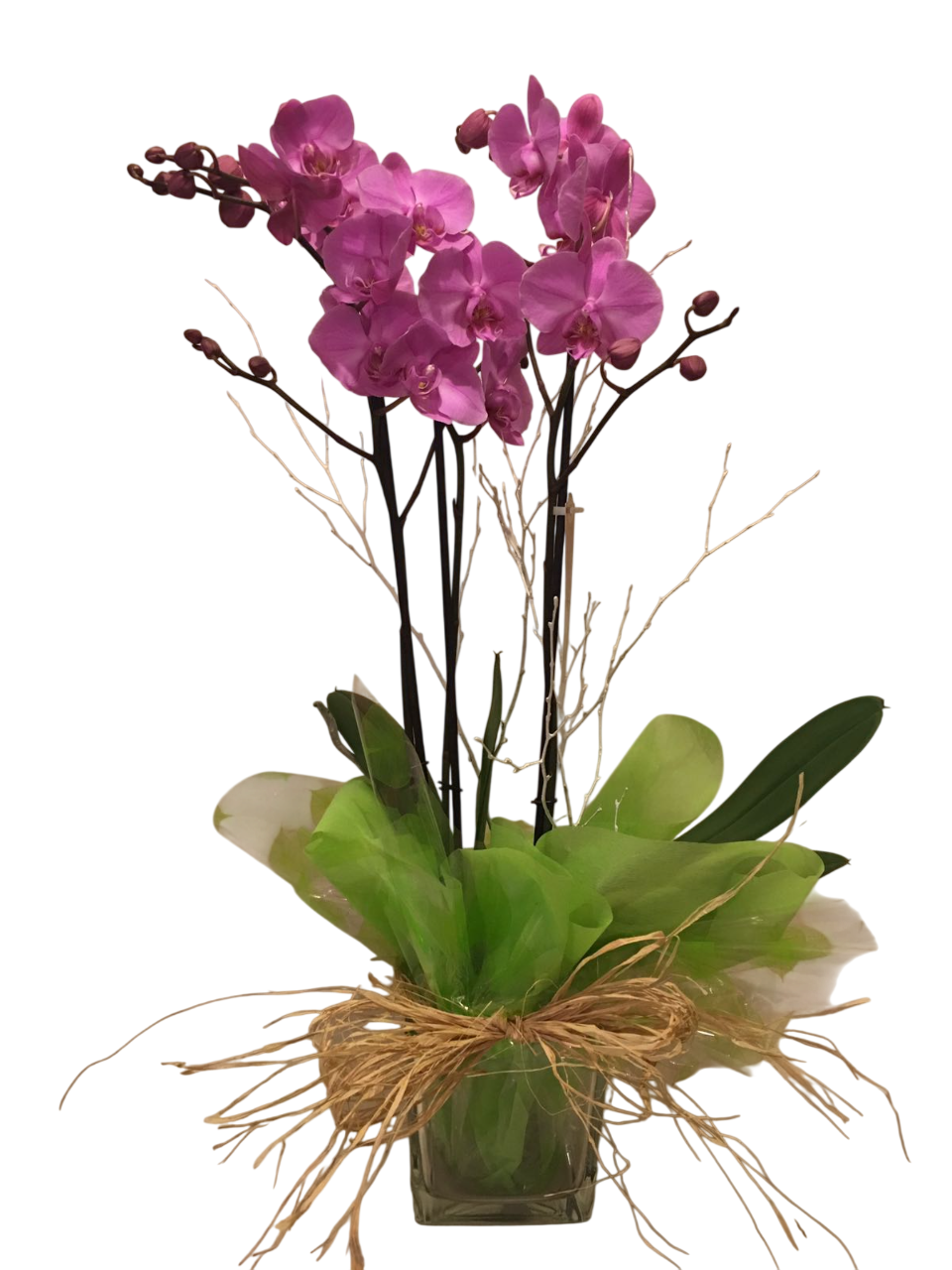 Orquídea con maceta rústica - Imagen 7