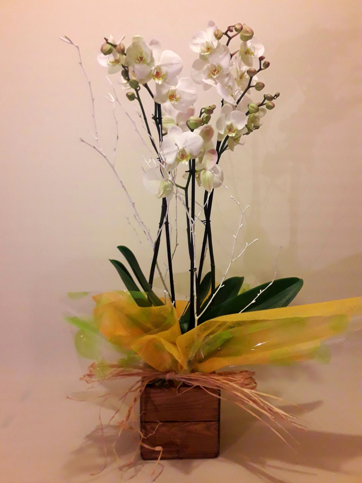 Orquídea con maceta de madera - Floristería en madrid | Flores Arguelles |  Plantas artificiales Moncloa | Ramos de Flores en Madrid