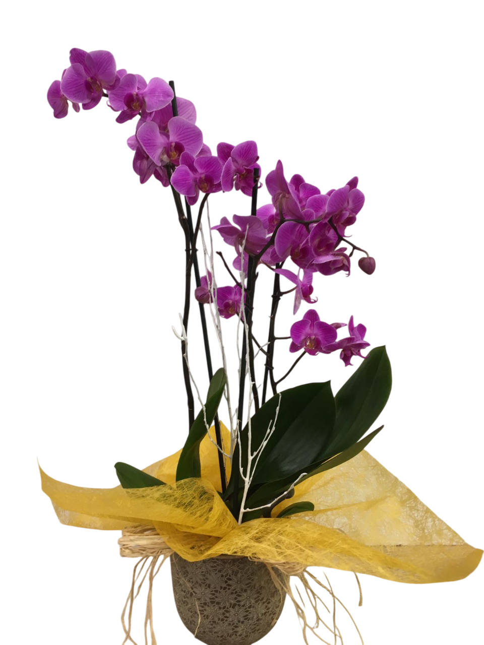 Orquídea con maceta rústica - Imagen 6