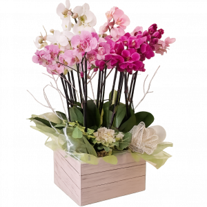 Cesta de orquídeas en caja