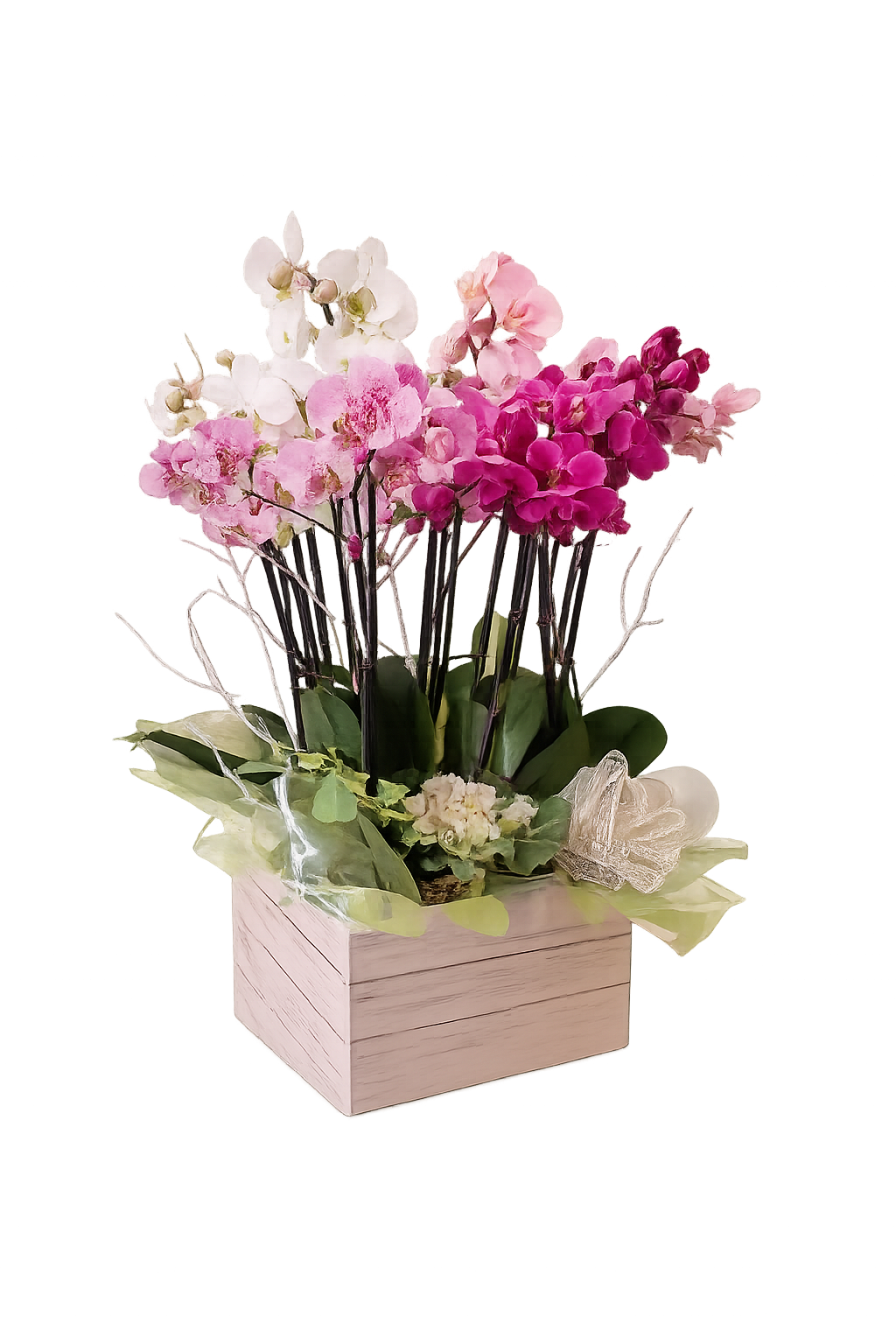 Cesta de orquídeas en caja