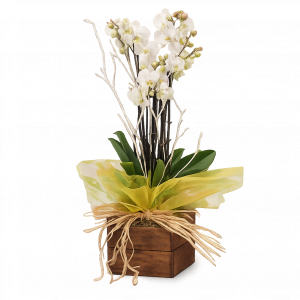 Orquidea con maceta de madera