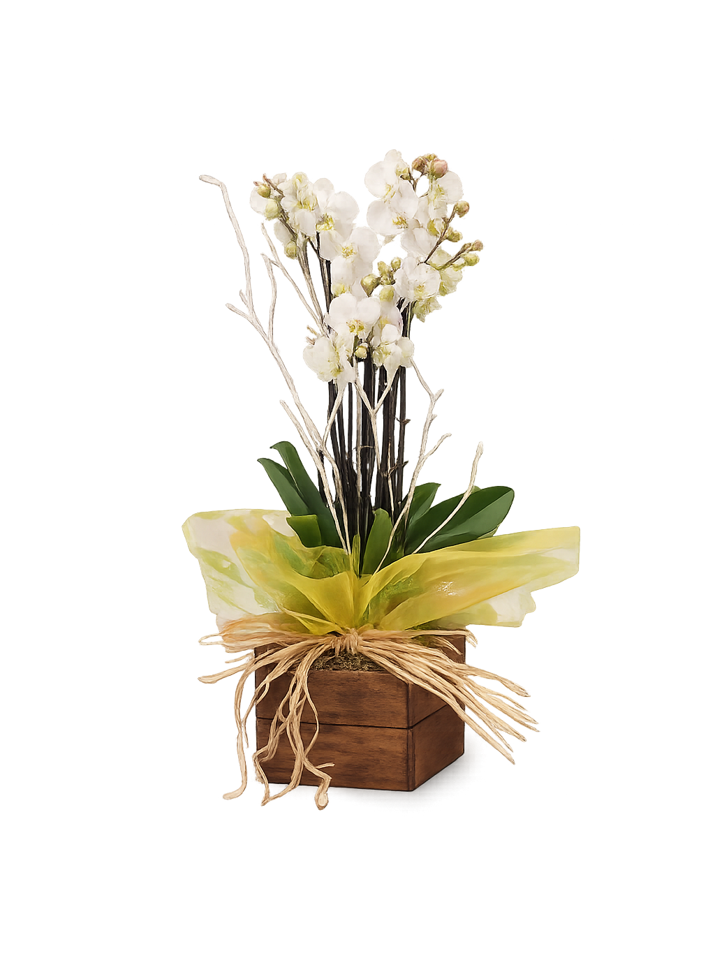 Orquidea con maceta de madera