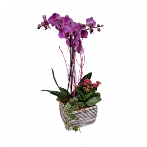 Centro de orquídeas Liliana