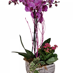 Centro de orquídeas Liliana