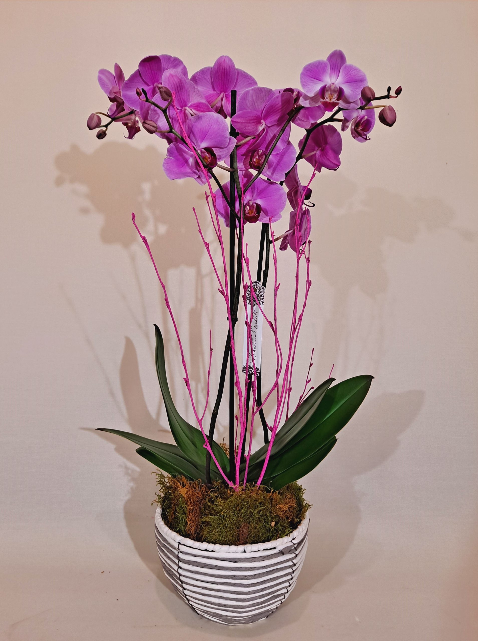 Orquídea con maceta de raffia - Floristería en madrid | Flores Arguelles |  Plantas artificiales Moncloa | Ramos de Flores en Madrid