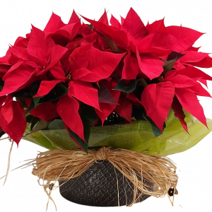 CENTRO DE FLORES DE PASCUA