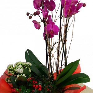 CENTRO ORQUIDEA NAVIDAD