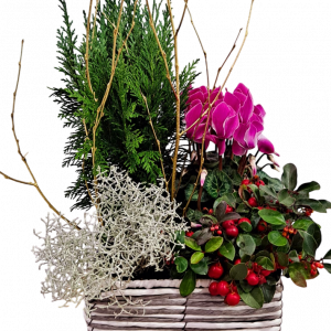 CESTA PLANTAS NAVIDAD 1