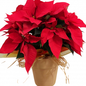 FLOR DE PASCUA EN TERRACOTA