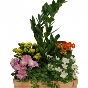 Caja Farmers mediana