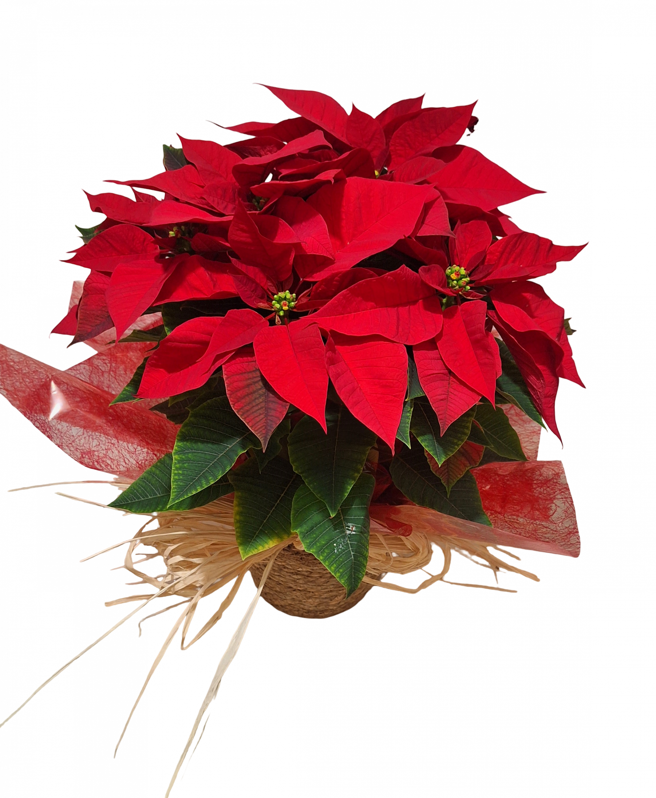 FLOR DE PASCUA EN MACETERO DE YUTE - Imagen 2