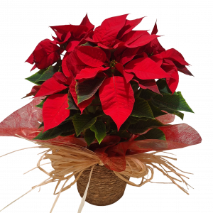 FLOR DE PASCUA EN MACETERO DE YUTE