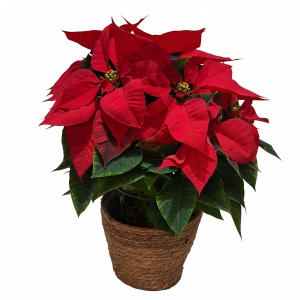 FLOR DE PASCUA EN YUTE